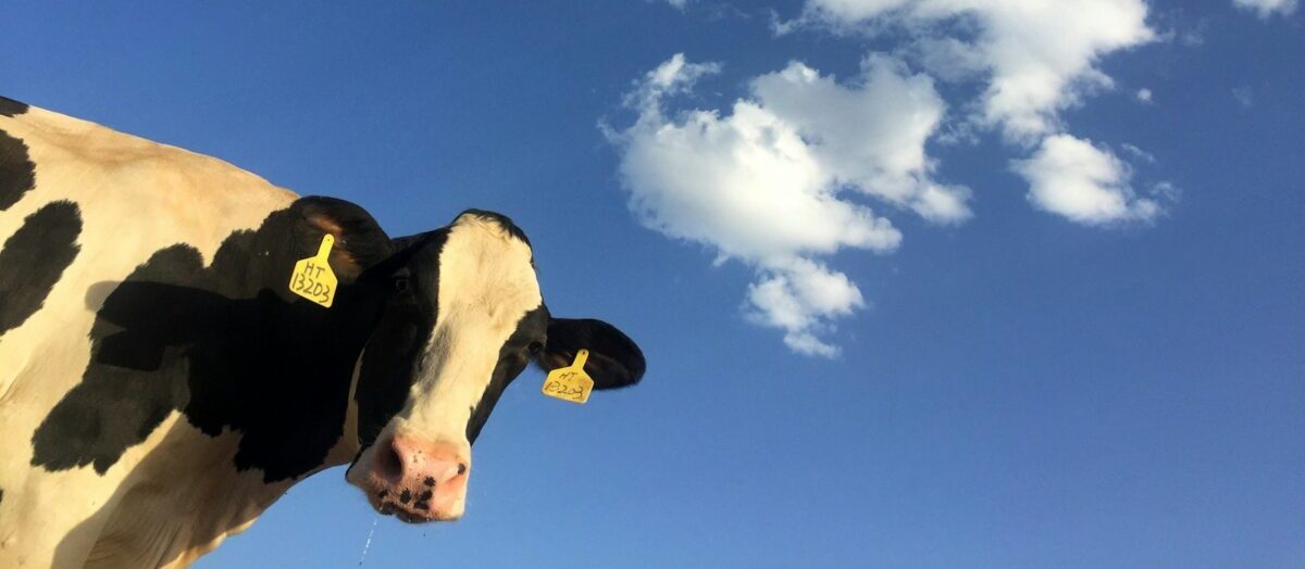 time lapse photography of cattle cow under clouds