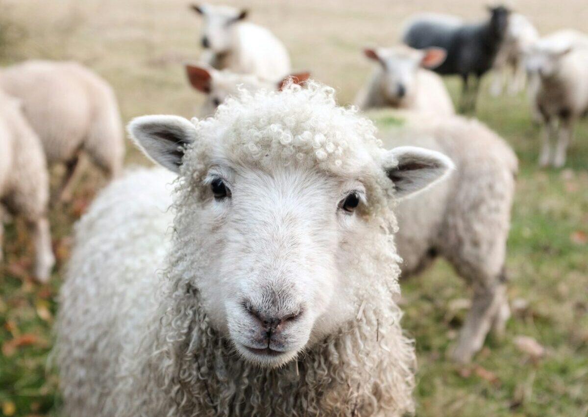 white sheep on green grass during daytime