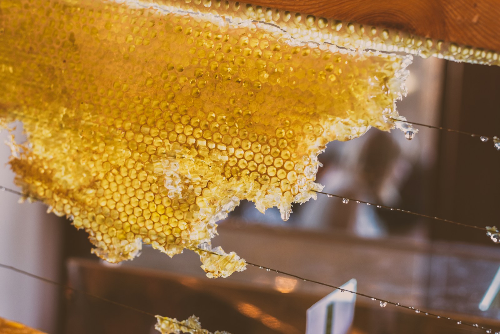 Is Honey Vegan? Unveiling the Buzz Around Bees and Veganism