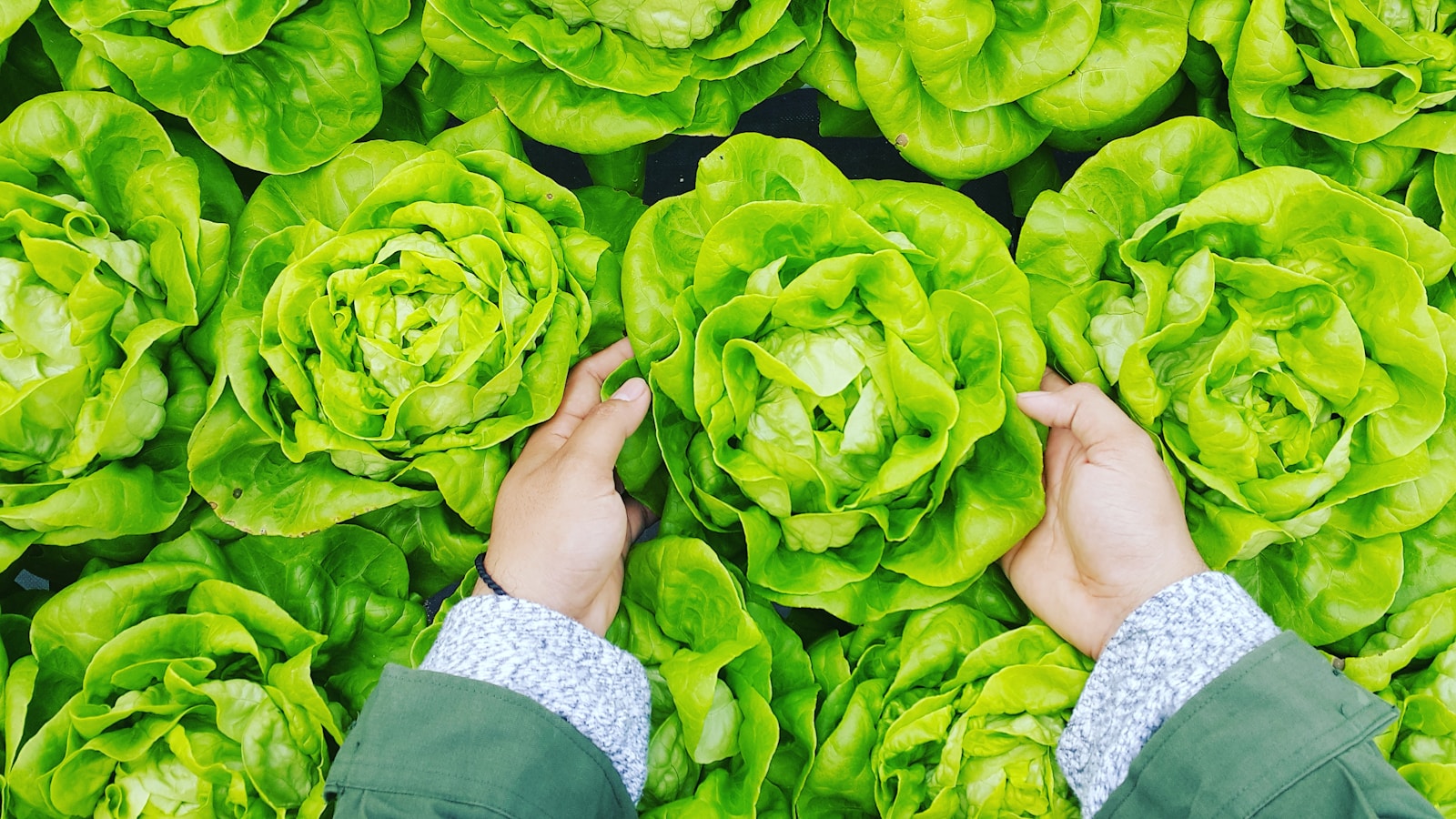 Why a Vegan Diet May Reduce Your Risk of Developing Cancer